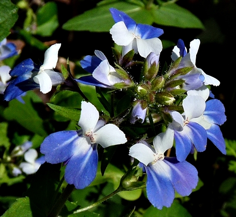 {Collinsia verna}